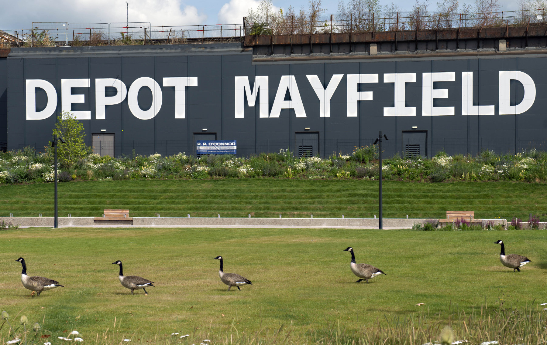 Geese at  Mayfield  Depot L  
